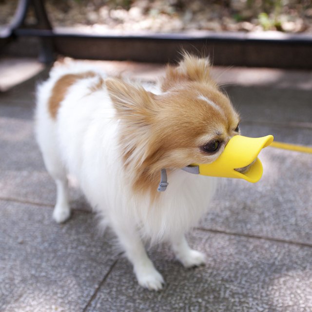dogduckke
