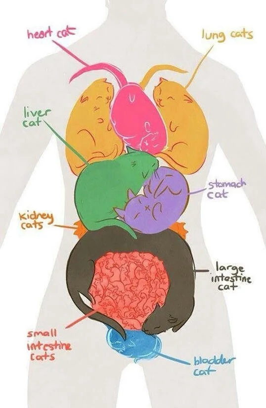 catscan